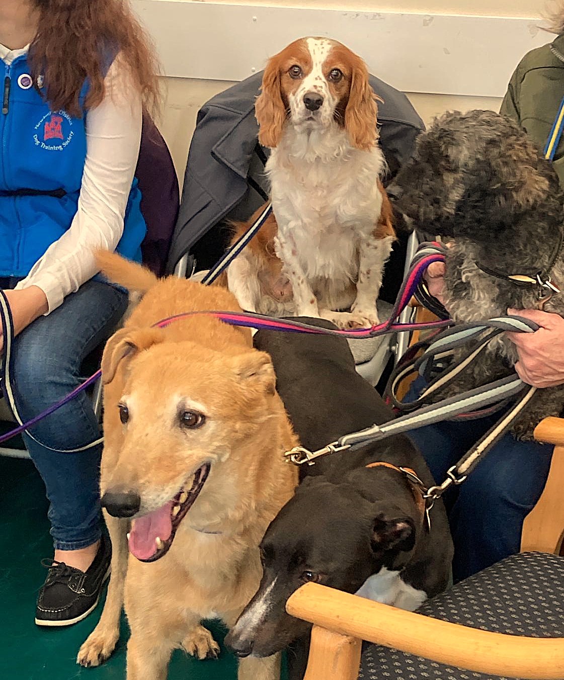 Haydock Day – Newbury & District Dog Training Society